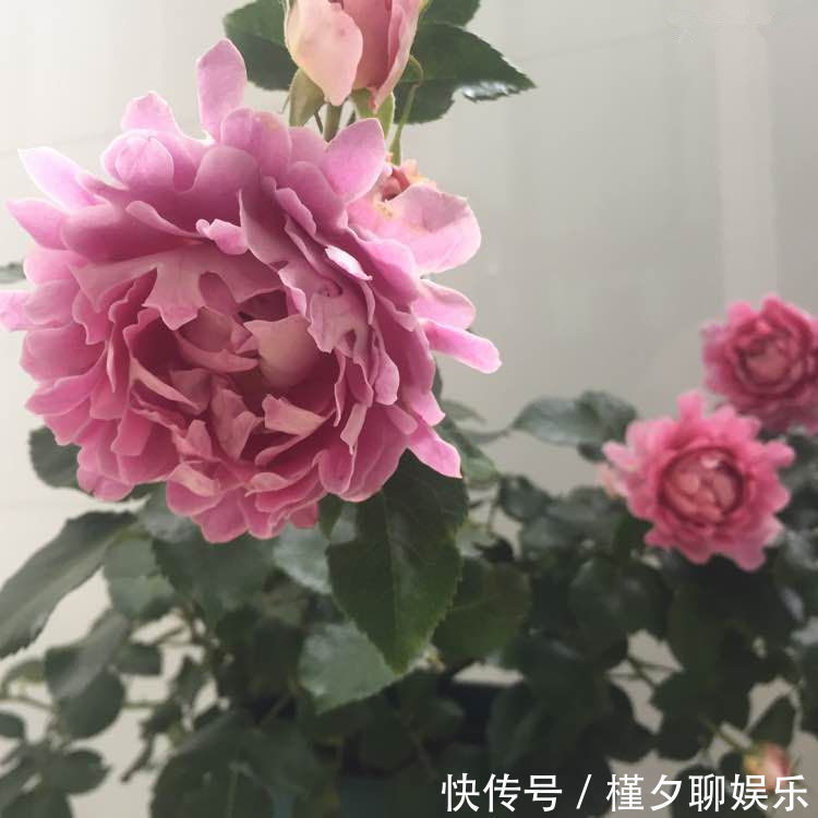 褶边|“优良玫瑰”假日公主，代表活力四射，落英缤纷，客厅养花必备！