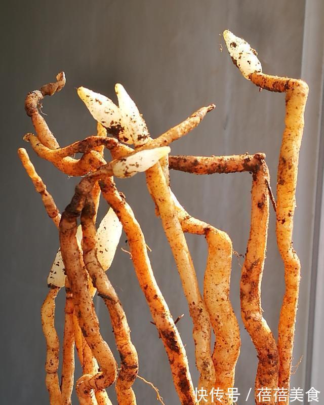 喷雾|家庭养兰花怎么浇水?园艺师教你,其实很多人都浇错了