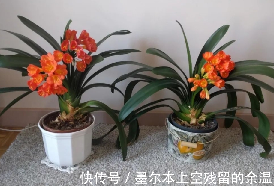 闲话君子兰和啤酒之间的关系、养护方法