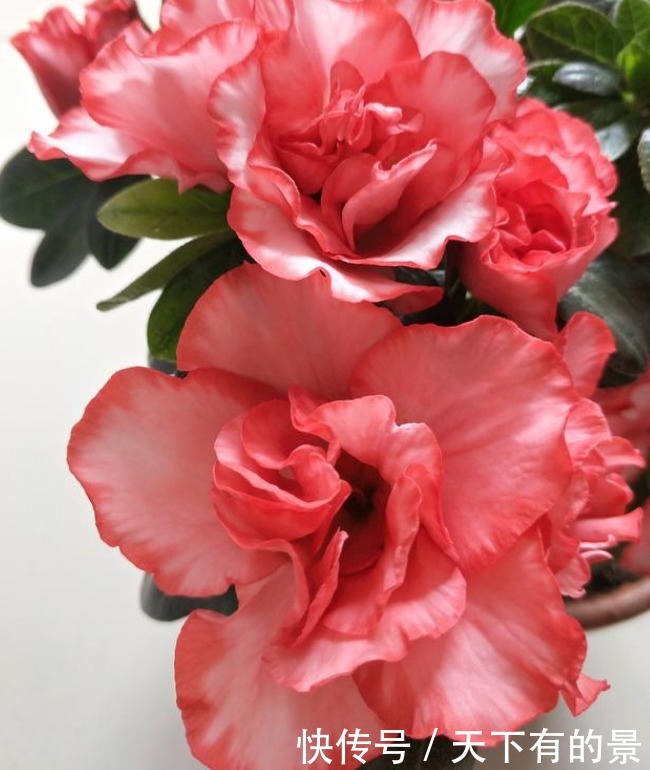 3种“开花王”，一开就是300多天，花团锦簇，人见人爱！