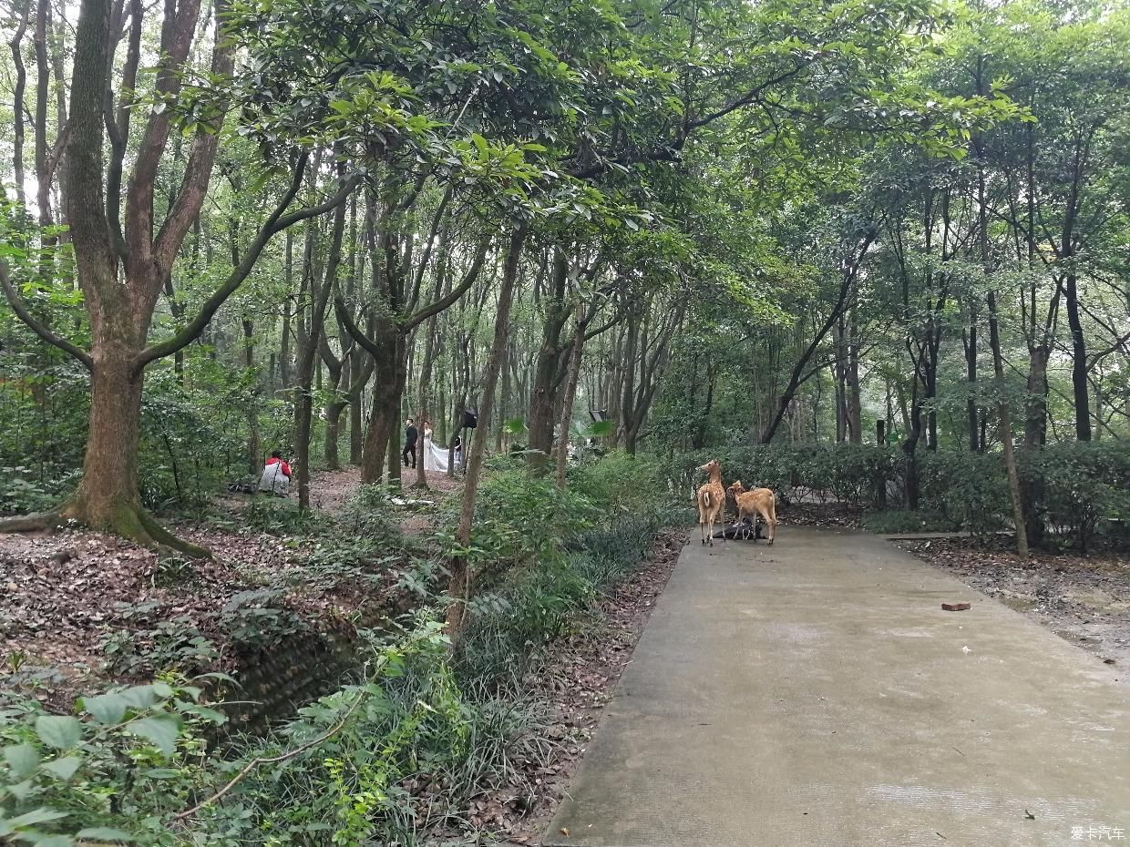 带上家人逛天然氧吧打卡成都植物园