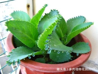 浇水|养不死的多肉植物,入坑必选多肉