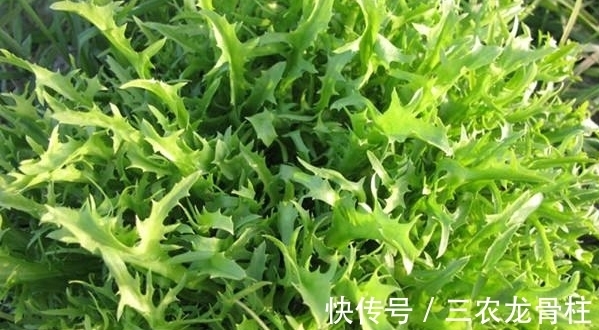 农民朋友|农村一种野菜,以前没人吃,现在发现能清热解暑,一斤20块钱