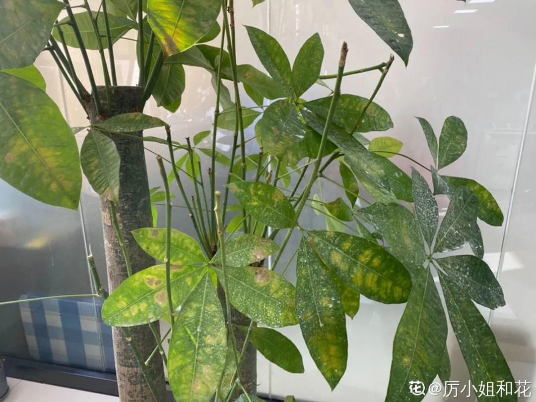 栀子花叶子发黄，是求救信号，不管花就容易死