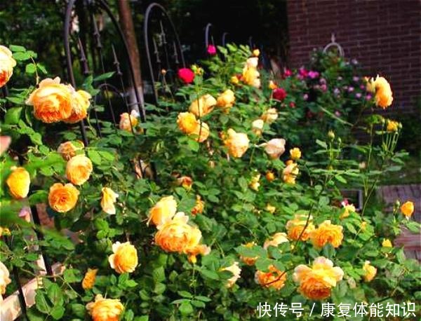 此花一年开花300天,花朵会散发酒香味,院里养2棵3年爬满墙!