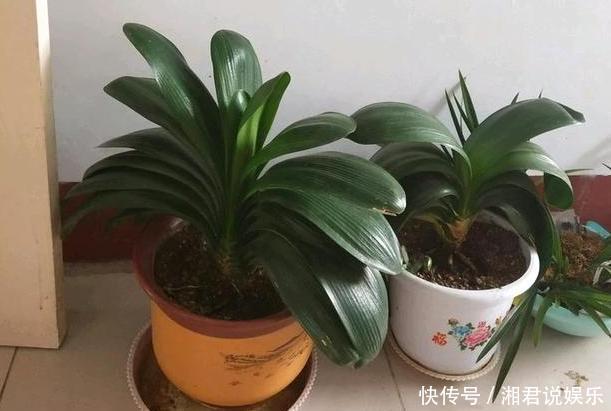 修剪吊兰、发财树、长寿花,就参照割韭菜,半个月一茬刚好!