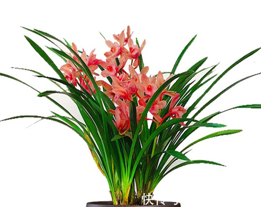 花中三绝和花草四雅,每一盆都飘逸俊秀、亭亭玉立,你家有吗