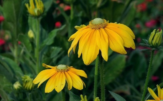 盆栽|喜欢菊花不如养一盆“金光菊”，璀璨夺目，花期长适合盆栽养殖