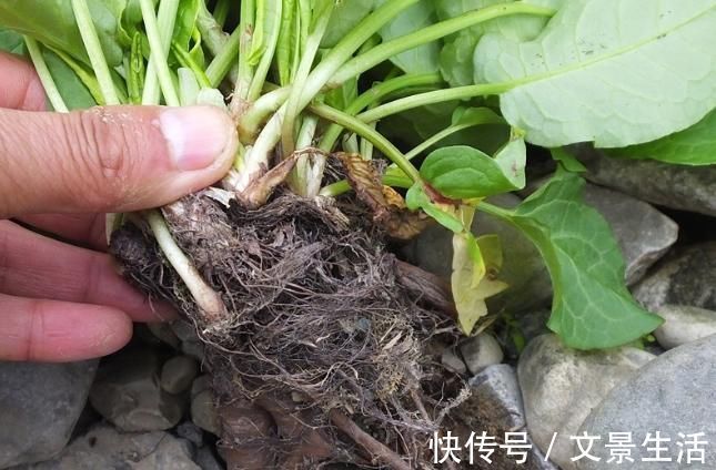 野草|这种野草名字特别的有意思,你们了解这种野草吗?