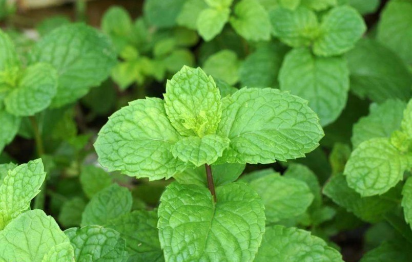 立秋后,常用此叶子泡水喝,消炎杀菌,清凉润喉,老人小孩都适用