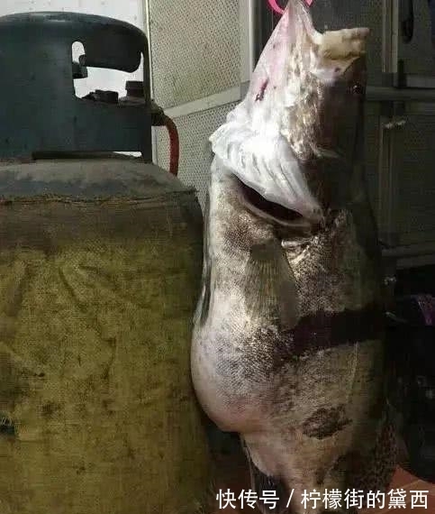 老成精了,长江钓获十多斤大鳜鱼,颜色发黑,网友:价值超千元