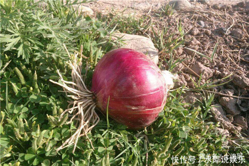 畸形|洋葱如何保鲜出现畸形该怎么办农户给出了几个解决方法