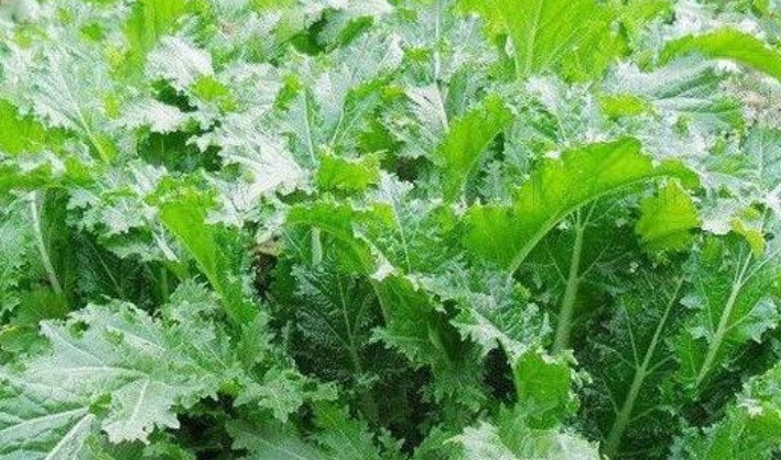 有机碱|人到中年,学会常吃以下食物,排毒清肠,滋润皮肤,身体好