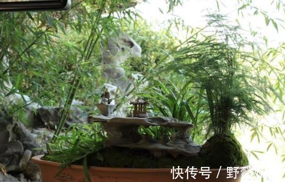 空气|净化空气室内盆栽这3款绿植,夜间不与人争氧,还促进睡眠