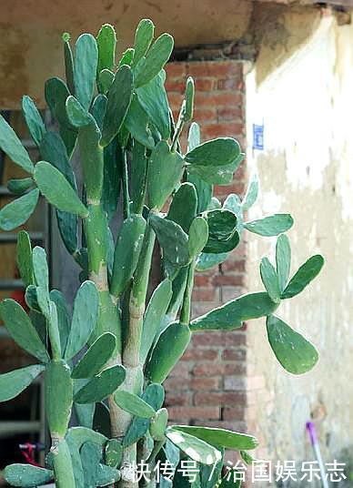 侧芽|仙人掌叶片瘦弱“营养不良”,学会小“绝招”,一年变“壮汉”
