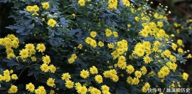 菊花|从杜牧的菊花须带满头归,看古代簪花的习俗