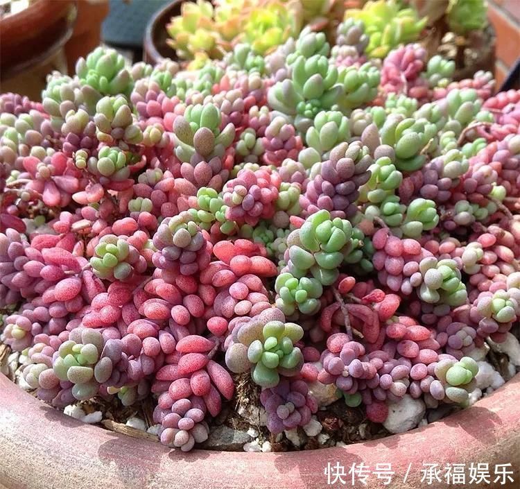 多肉植物中的“美人”,叶片圆滚滚,粉嫩嫩的,女朋友看了都嫉妒