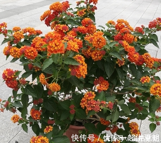 4种花给点水就呼呼长，不仅名字好听，花也超美，谁养谁喜欢