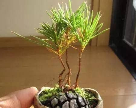 路边随手捡的松果,只需简单2步,让它变成客厅最美风景