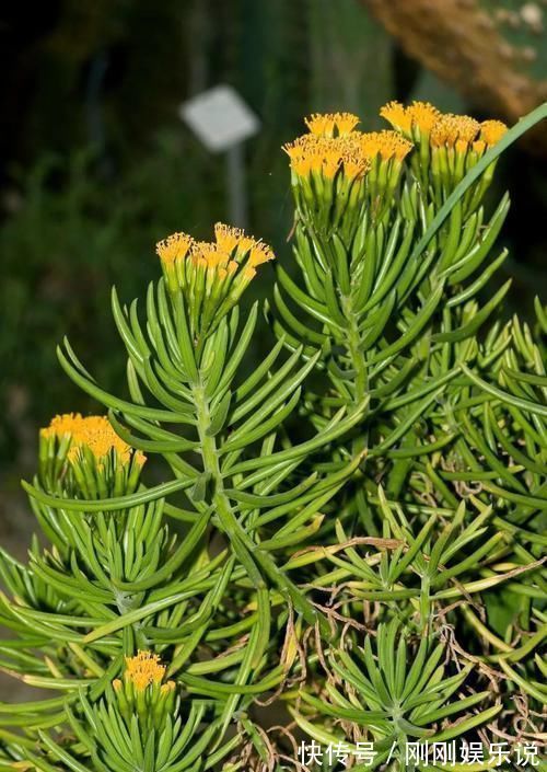 乙女|5种长相稀奇的多肉,养小花盆里照旧开花,可养很多年