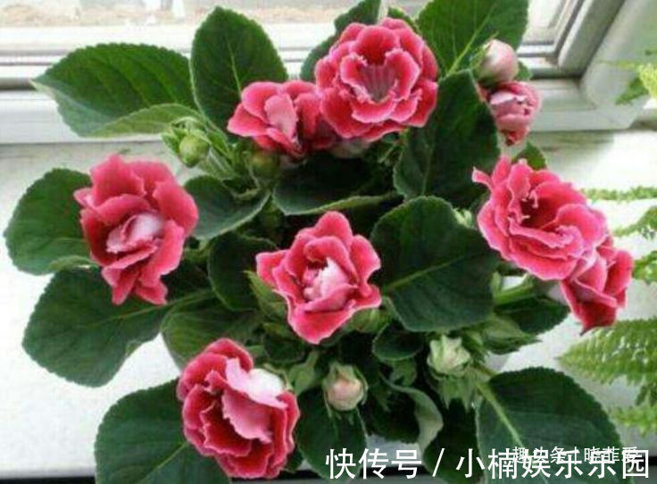 容易被水浇死的“14种花”，手太勤反而养不活