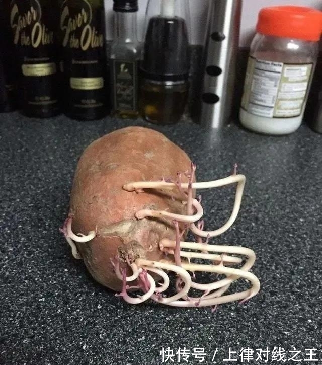 土豆|土豆发芽有多恐怖!26张照片告诉你,它才是这个星球最神奇生物