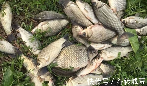 垂钓|野河钓鱼,找鱼窝的常用方法,找拐弯找水草,不过这种地形才最佳