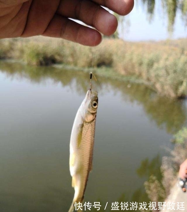 子线|钓鱼中鱼率低?与事俱进懂不!不看看你还想继续空军吗?