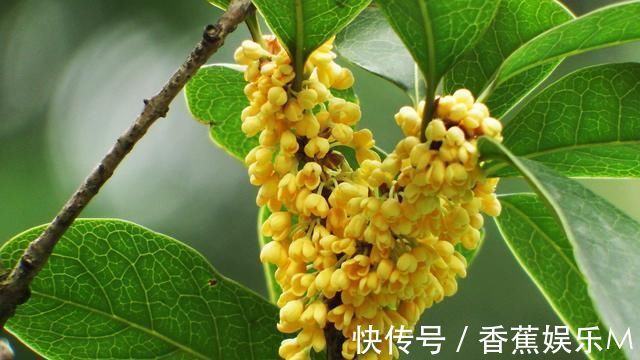 嫦娥@《行香子》14首秋夜轻寒,明月光漫,银河黯、薄絮游翩