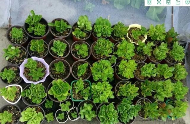 扦插最佳时期到了,有这花赶紧插,沾土就能活!