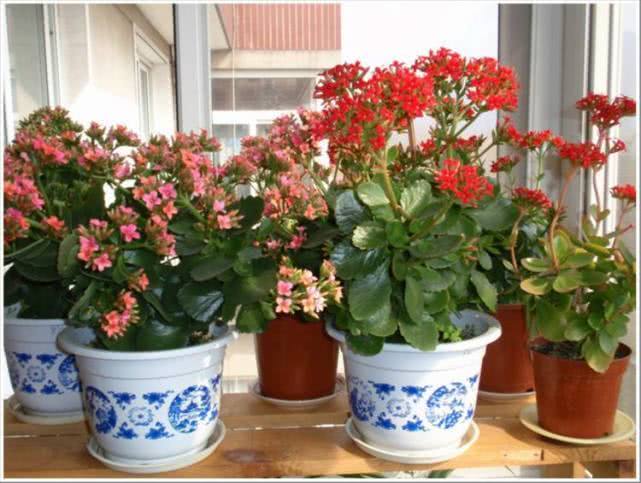 3种“开花机器”，掐个枝条，沾土就生根，泛滥100盆，都爆盆