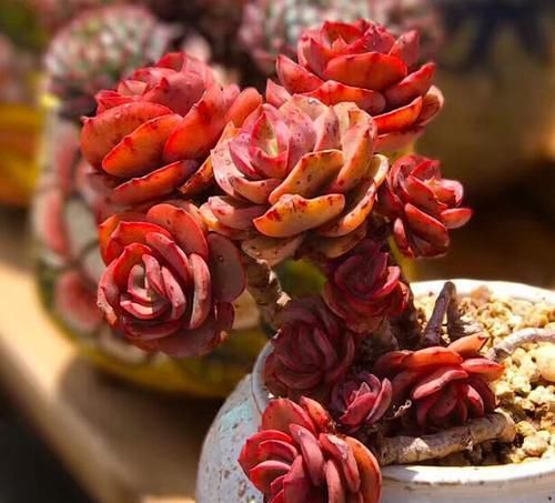 这花很特别，太阳越晒，叶子越红，长出状态像个艺术品