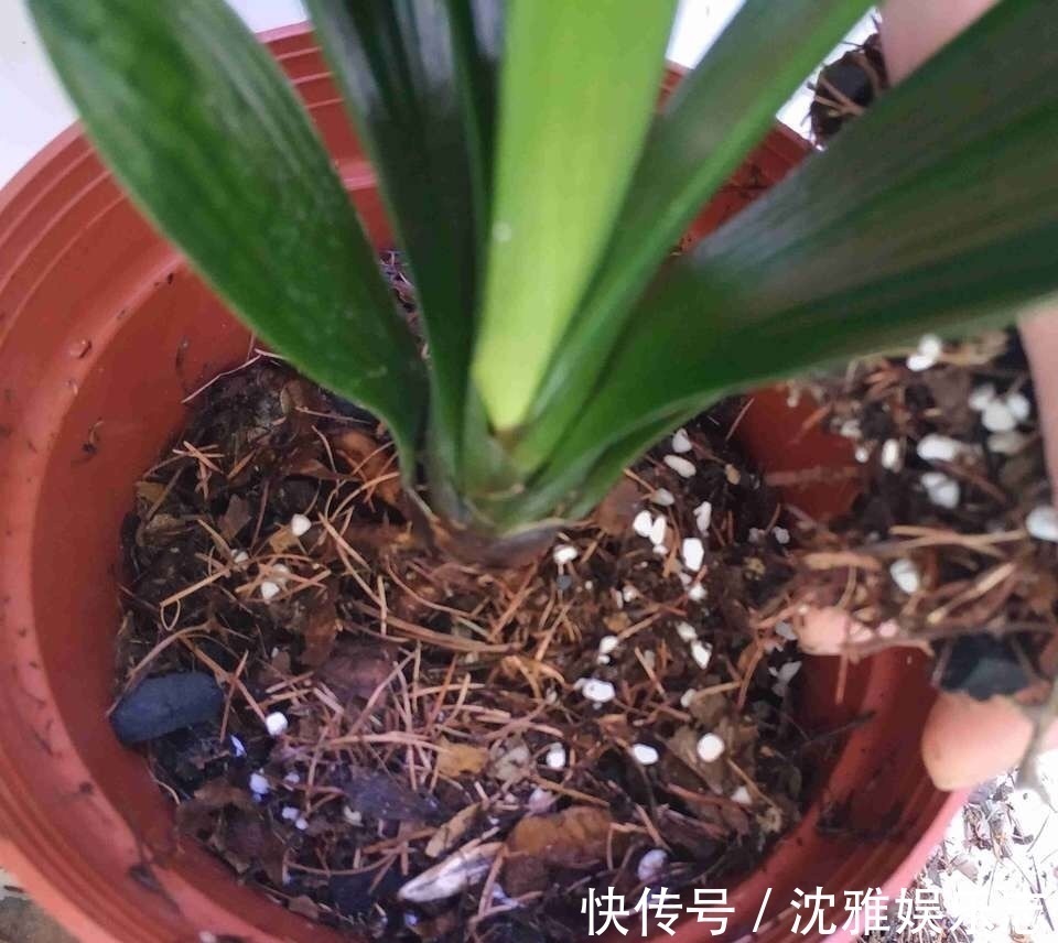 养君子兰几年,不长叶、不开花!趁着秋天“做3点”,新叶咕噜冒