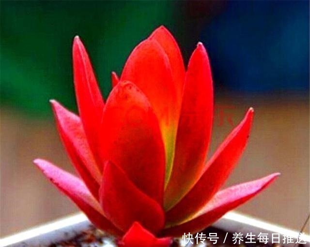 养多肉火祭,核心就是1个“懒”字,在这3点懒一些,火红喜庆!