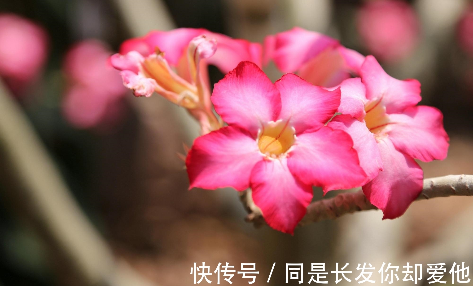 休眠期|这4种花进入休眠期，水要少浇！如何正确浇水呢？