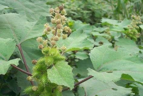 心脑血管|十人九腰痛，常见的它煮水喝，每天一杯，腰不疼，腿不酸，了解下