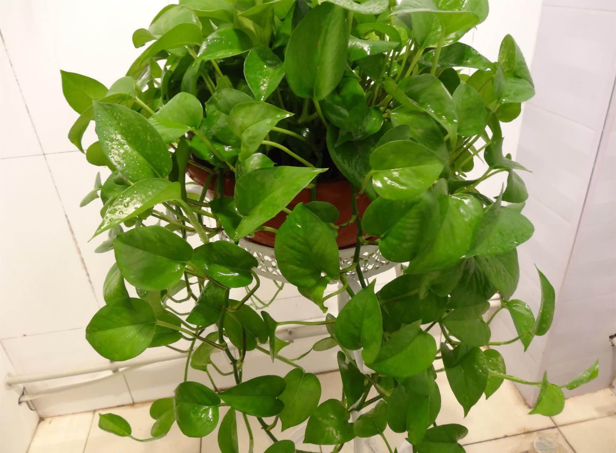 绿萝快速生长,环境很关键,做好这4点就行