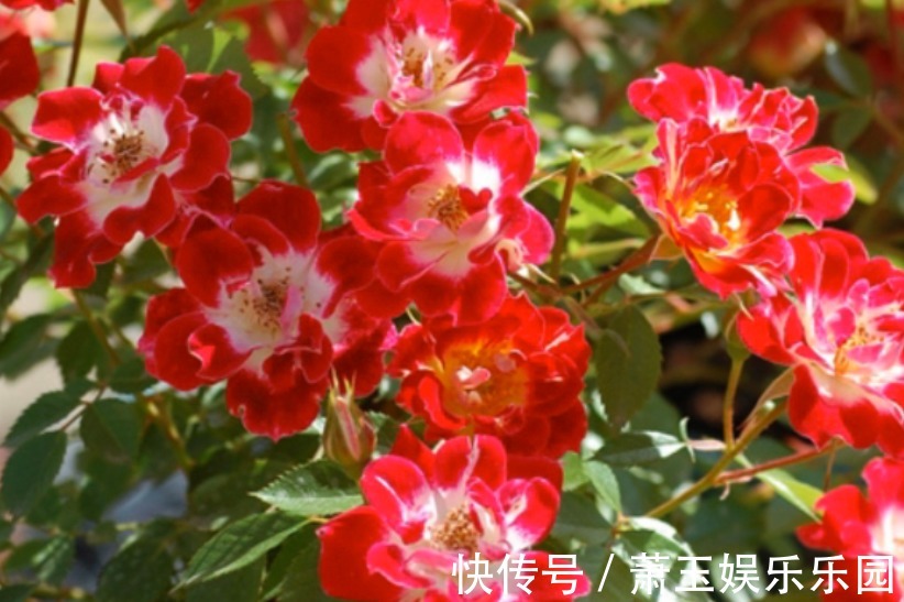 抓住这3点,养微型月季“小画家”,枝叶密密麻麻,花开数不尽