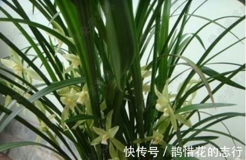 茎腐病|兰花常常养出“馒头堆”,这种造型好处多,预防病虫,花苞冒得多