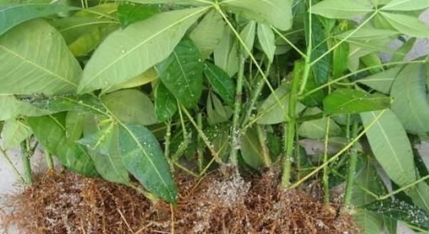 家家都有的5种“生根水”,不花1分钱,没想到泡泡就能长出大白根