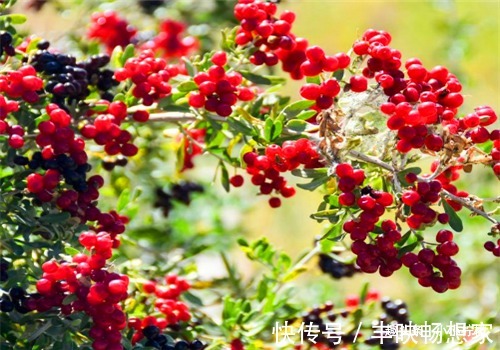 补肾|秋季养生正当时,多吃4种食物,能保肝补肾,改善体质,早吃早好