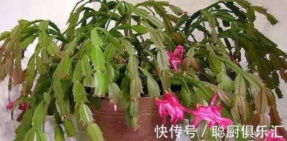 这样给蟹爪兰浇水,蟹爪兰不但没死,还年年花开几百朵