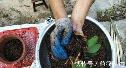 花盆|养花不会换盆永远等不到植物开花，养一盆“死”一盆