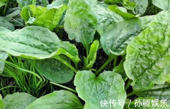 养生|一味车前草,养生大功效!经常拿来泡水喝,身体收获喜人变化
