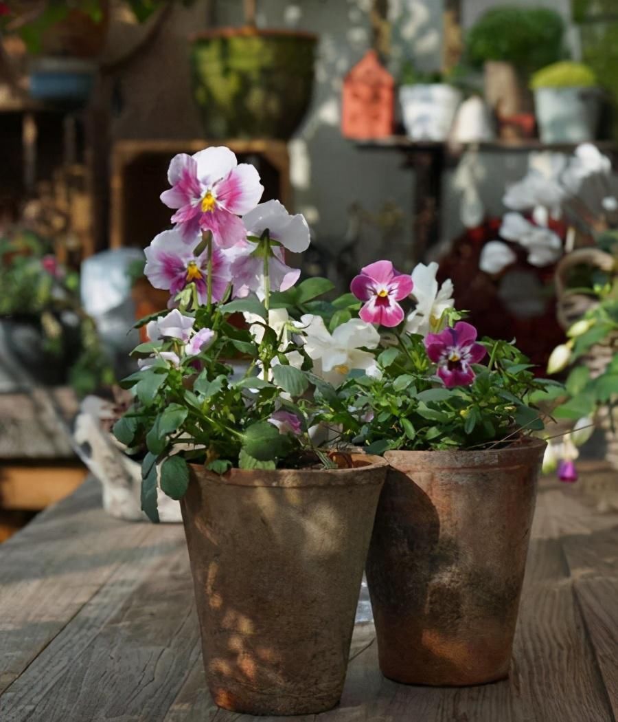 植物|这几种花开花太勤了,想要天天有花赏,选它们没错