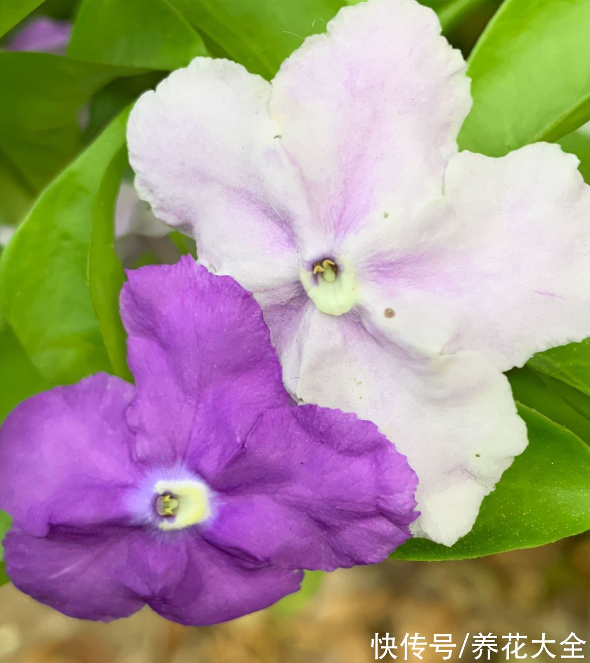 养花|养花用点“酸酸水”,花长得特旺,叶子绿得直滴油