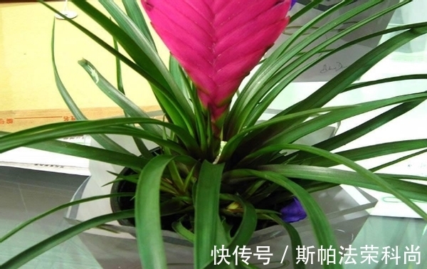 花盆|生鸡蛋、蛋壳养花方法不一样,别弄错了