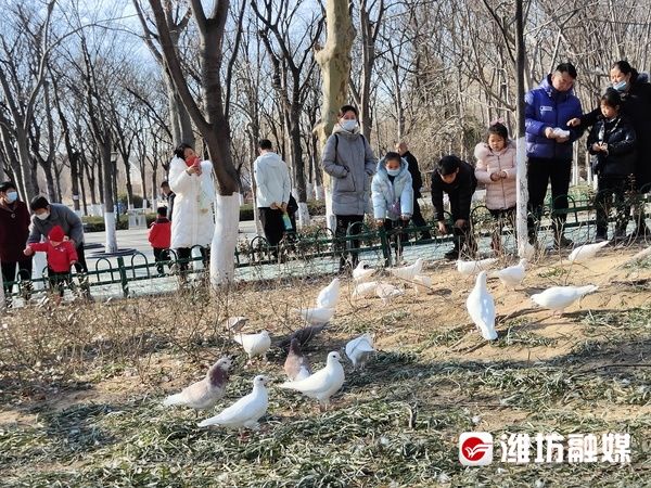 鸽子|网络中国节·春节｜赏风景、喂鸽子……植物园里真热闹