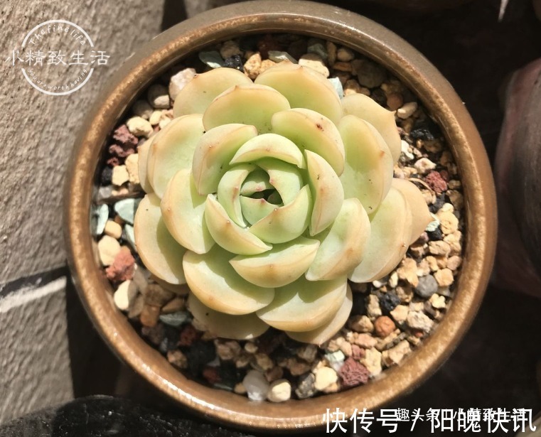 3个伪常识，不但对养多肉没帮助，甚至会害死肉肉，不要被误导