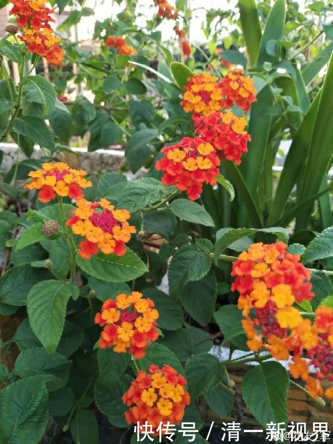 7种花插土里,立马长满院子,蚊虫不敢靠近!